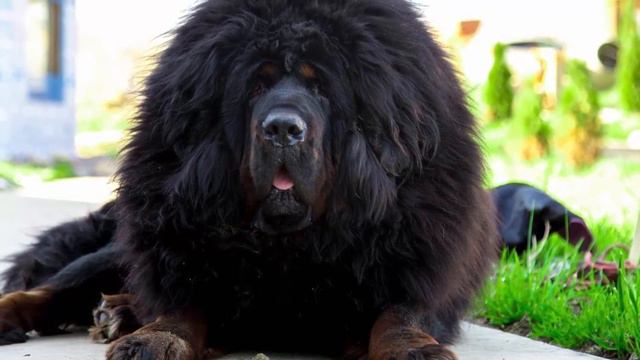 Питбуль или Тибетский Мастиф Кто Сильнее? Питбуль в деле.