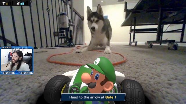 My Dogs Hate Luigi смотреть онлайн