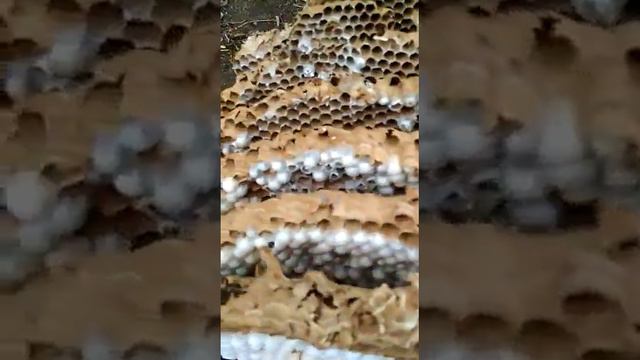 Кокон шершней... Что внутри... смотреть онлайн