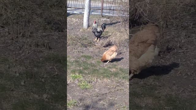 Фіалки непогано підросли, домашній півень 🐓 смотреть онлайн
