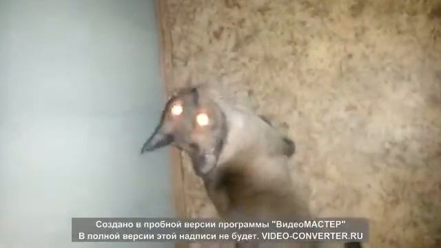 HELLCAT или кот из Ада смотреть онлайн