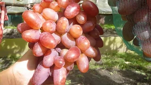 Виноград Памяті Смольникова. смотреть онлайн