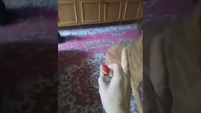 Dog Boss and cat Lilu/ делим игрушки смотреть онлайн