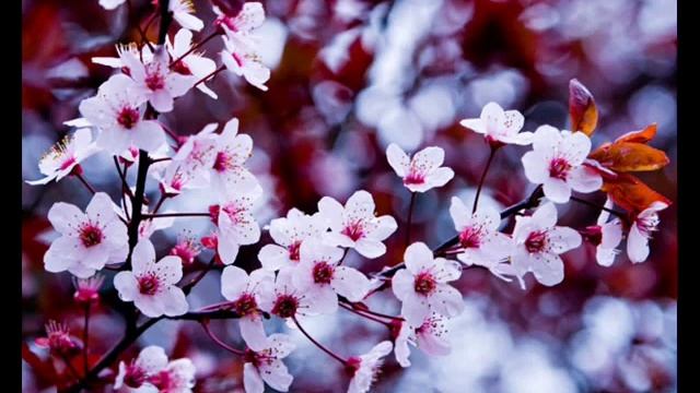 ВИА Контемпоранул Первая любовь (Примэвара) смотреть онлайн