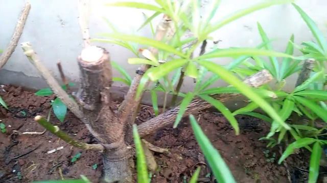 Mengenal Tanaman Osmoxylon Lineare (Ararea/Miagos Bush)