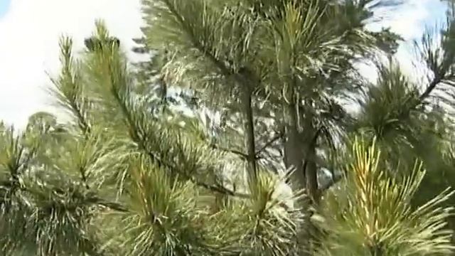 Кедр с ранним плодоношением. Урожайные грядки. смотреть онлайн