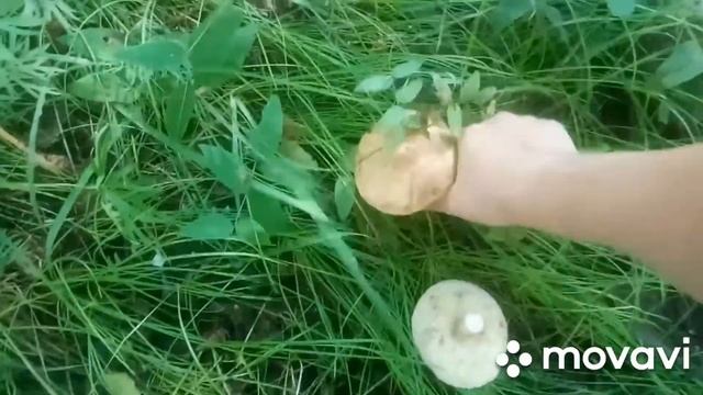 Собираем Грузди, грибы. смотреть онлайн