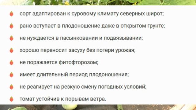 Какие томаты лучше выращивать в теплице ?! смотреть онлайн