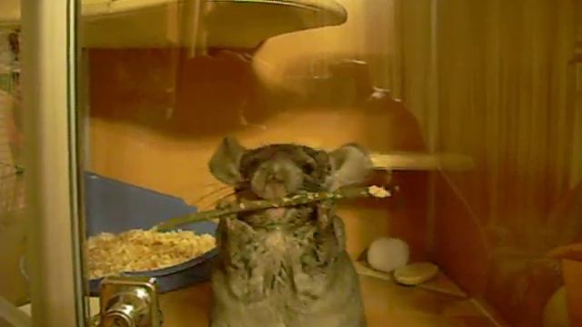 Тишок - собака ;) смотреть онлайн