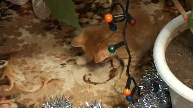Котенок Вася первый день у нас дома. смотреть онлайн