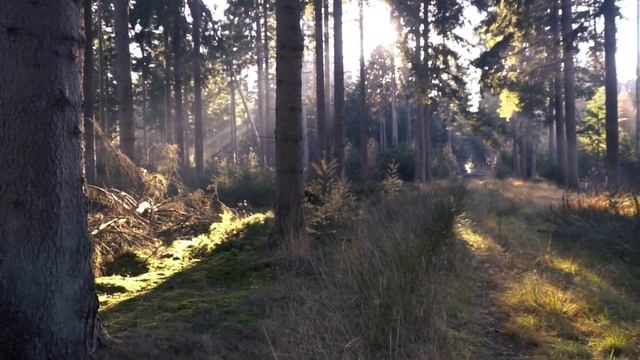 Звуки леса / с РЕЛАКС музыкой/ Relaxing Music , Sleep Music, Stress Relief Music, Spa, Meditation смотреть онлайн