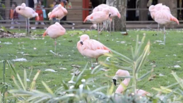 Зоопарки Испании, Zoos in Spain смотреть онлайн