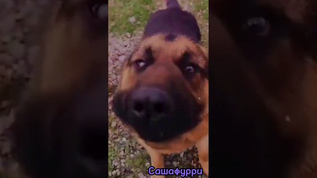 🖤эдиты немецкой овчарки 🖤 смотреть онлайн