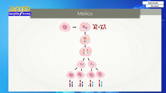10-класс | Биология | Формы размножения организмов. Половое и бесполое размножение смотреть онлайн