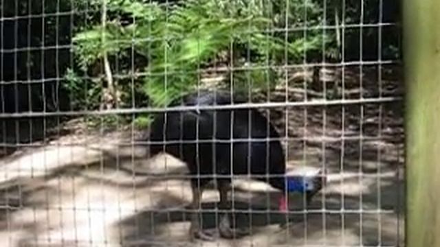 cassowary - птица казуар смотреть онлайн