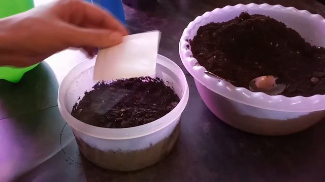 Посев Мирабилиса, Обриеты, камнеломки. Как пересадить гортензию крупнолистную в кислый торф. смотреть онлайн