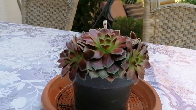 Молодило, уход и содержание! смотреть онлайн