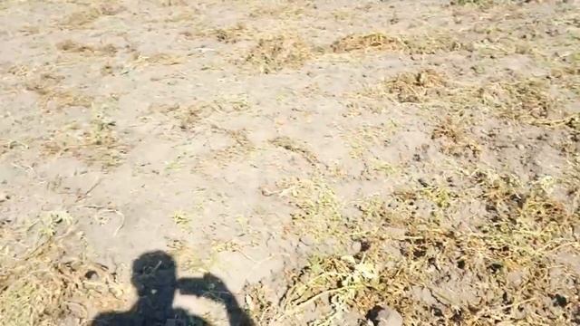 ? ? Неурожай картошки 2020 году. Мягкие клубни, что это? болезнь картофеля.? смотреть онлайн