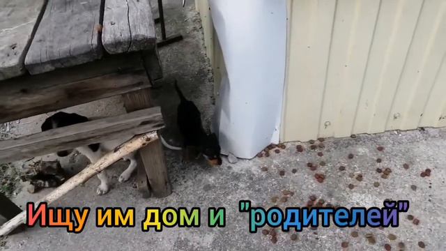 Щенок с пляжа идёт на поправку. Становится красавчиком. Присмотритесь к нему, может быть он ваш? смотреть онлайн