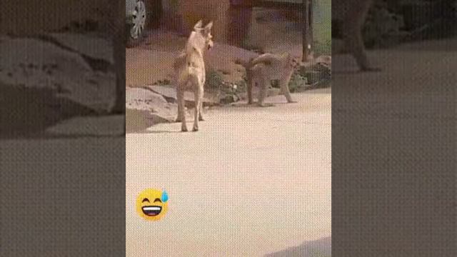 Даже не думай об этом Шарик смотреть онлайн