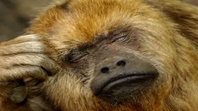 The Things Dr Bright is not allowed to do at the SCP Foundation смотреть онлайн