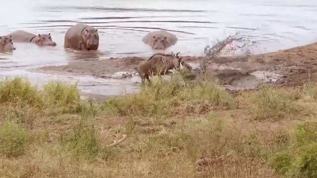 Fantastisk Flodhest Red Wildebeest Fra Krokodillejagtdyr Helt Dyr Redder Et Andet Dyr смотреть онлайн