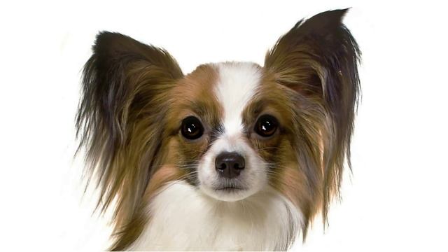 Папильон - породы собак. смотреть онлайн