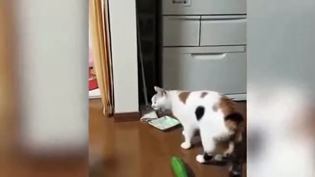 Cat hate cucumber! смотреть онлайн