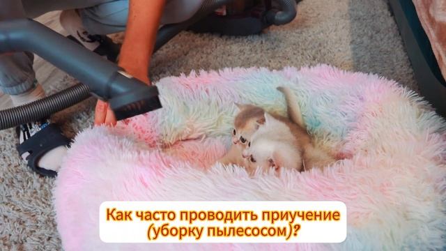 Приучение кошек и котят к пылесосу и роботу! Возможно? Кот убегает от страха! смотреть онлайн