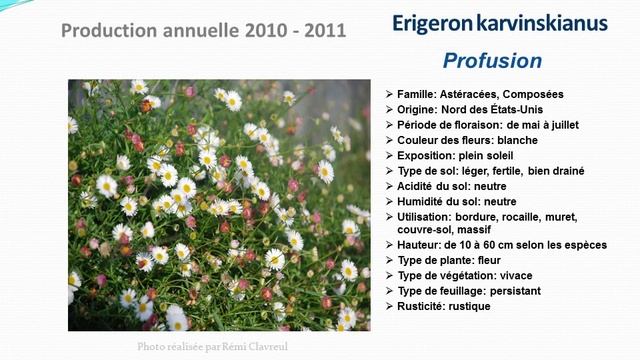 Tuto jardin: Erigeron karvinskianus Profusion: fiche technique plante annuelle смотреть онлайн