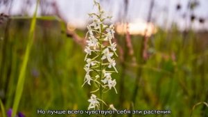 Ночная фиалка — описание и разновидности