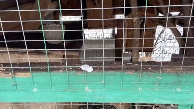 | Алтайская белка | содержание белок | вальер для белок | правильное питание белок | крутая белка | смотреть онлайн