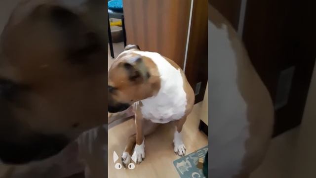 СМЕШНЫЕ ЖИВОТНЫЕ / Приколы с котами/ Приколы с собаками / Смешные видео смотреть онлайн