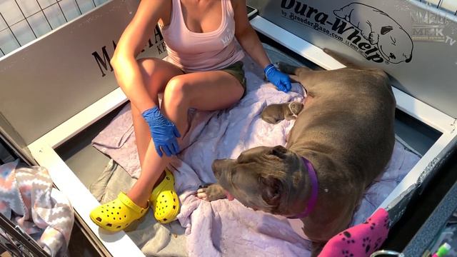 Newborn Puppy eye infection; newborn puppy eye swollen at home treatment; Puppy almost lost her eye смотреть онлайн