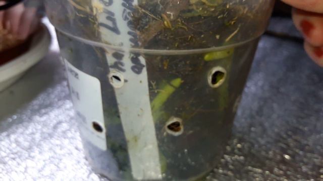 Phal.Liodoro или Phal.Memory Sweet растёт. смотреть онлайн