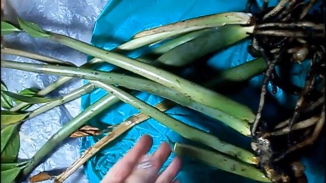 Лечение больного растения смотреть онлайн