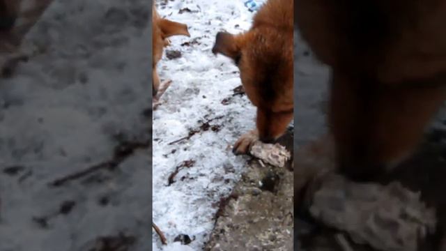НЕ БРОСАЙТЕ В НИХ КАМНЯМИ !!! ЛУЧШЕ БРОСЬТЕ КОСТОЧКУ !!! БЫТЬ ДОБРУ !!! ПОСТАВЬ ЛАЙК И ПОДПИШИСЬ !! смотреть онлайн