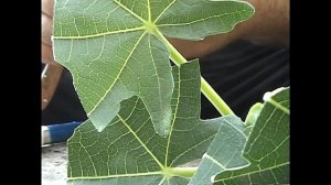 ИНЖИР укоренение зелеными черенками