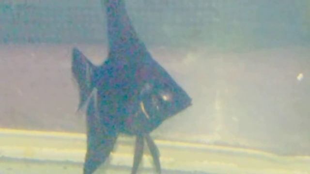 Какую рыбку стоит покупать. (сказка на ночь для аквариумистов) ??? смотреть онлайн