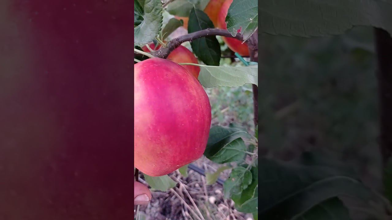 Яблоня сорта Галмак (GALMAK) 5. 08.2022 смотреть онлайн