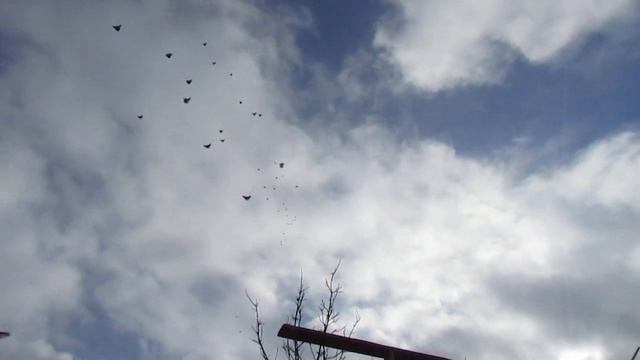 николаевские голуби п зимовники Павел тел 89281971109 89281179409 7 февраля 2021г смотреть онлайн