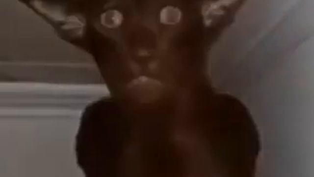 Миша ты что пукнул смотреть онлайн