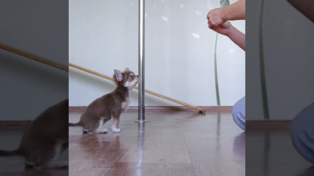 ЩЕНОК ВЫПОЛНЯЕТ КОМАНДЫ, ДРЕССИРОВАНАЯ ЧИХУАХУА (Chihuahua executes commands, dog Pixsy, 4 months смотреть онлайн
