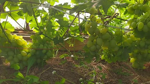 Сверхранние сорта винограда созрели, остальные догоняют