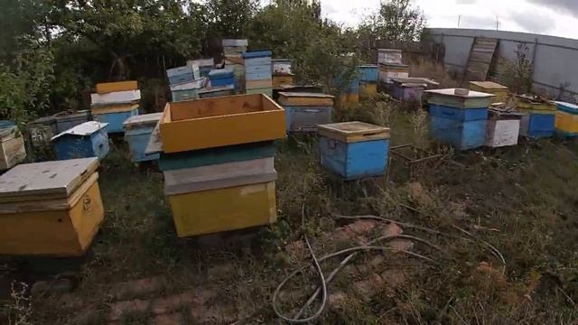 Проводим обработку пасеки от клеща препаратом АкваФло. смотреть онлайн