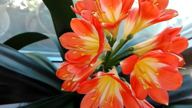 KLIWIA / CLIVIA ''2'' смотреть онлайн
