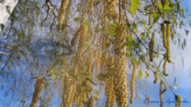 БЕРЁЗОНЬКА. смотреть онлайн