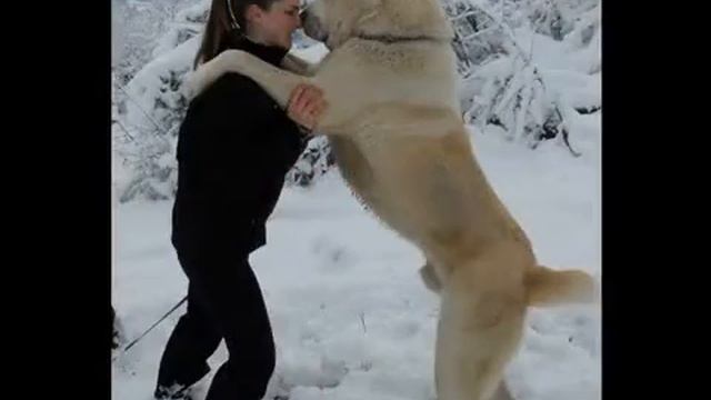 САМАЯ СИЛЬНАЯ СОБАКА Турецкий Алабай Alabai смотреть онлайн
