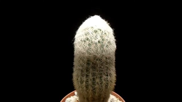 Botanic - Cleistocactus strausii смотреть онлайн