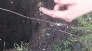 Ловушка на крота. Как поймать крота. Ловушка своими руками. Часть1